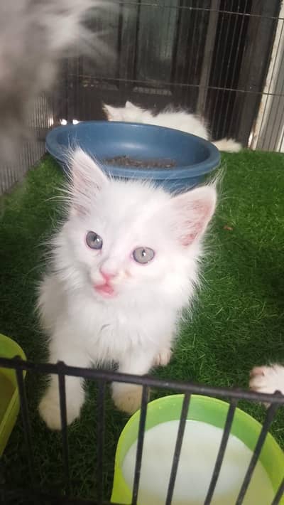 very healthy kitten end blou eyes