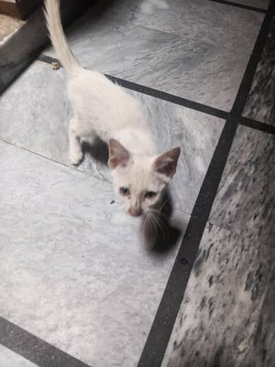 white cat
