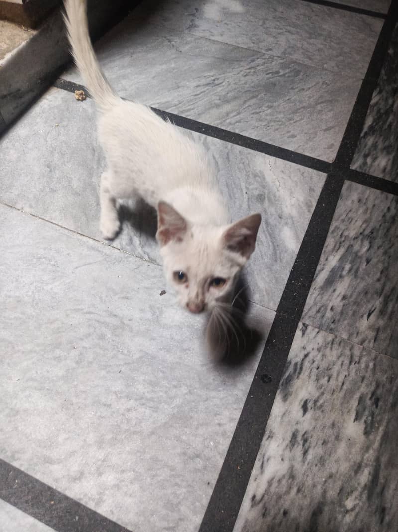 white cat 0