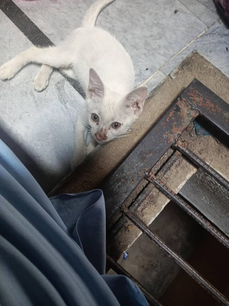 white cat 1