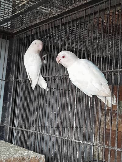Albino red eye for new shelter