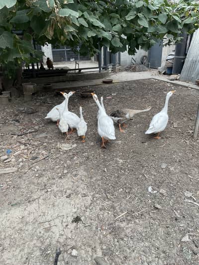 Ducks/goose