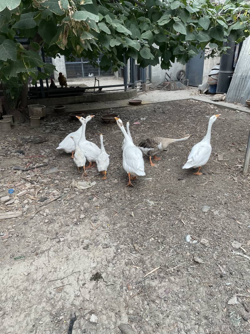 Ducks/goose 0