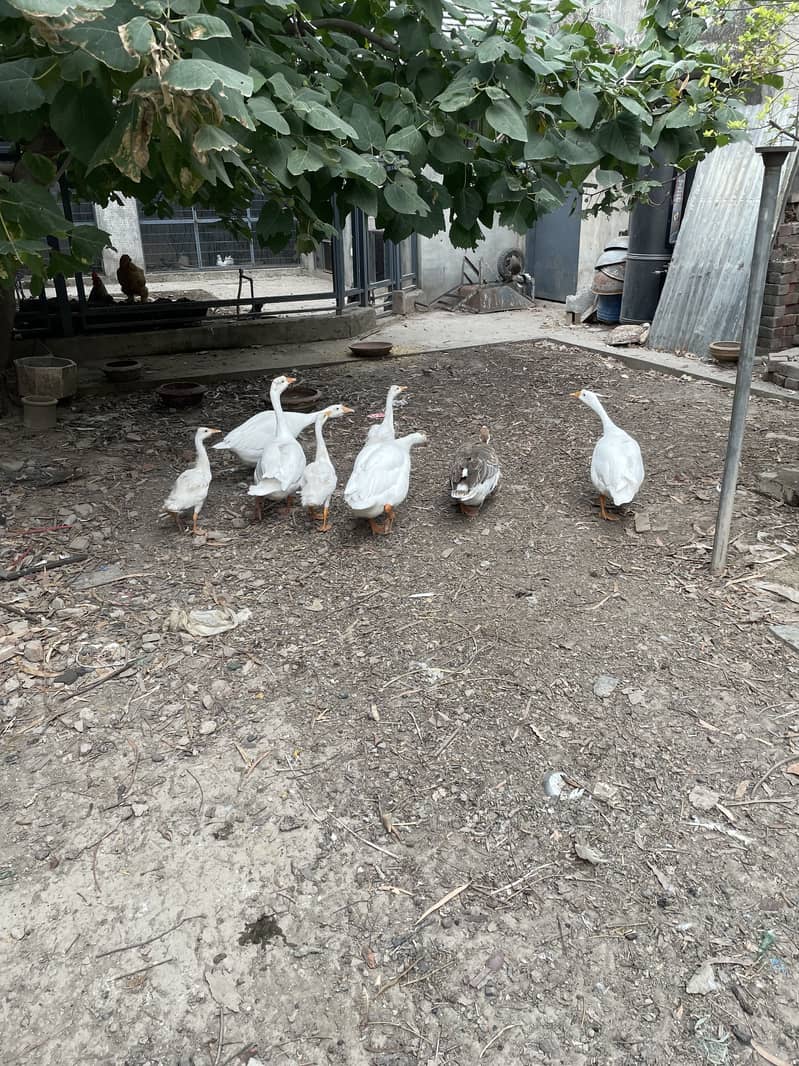 Ducks/goose 1