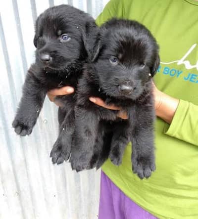 jarman Sheprd pupi available