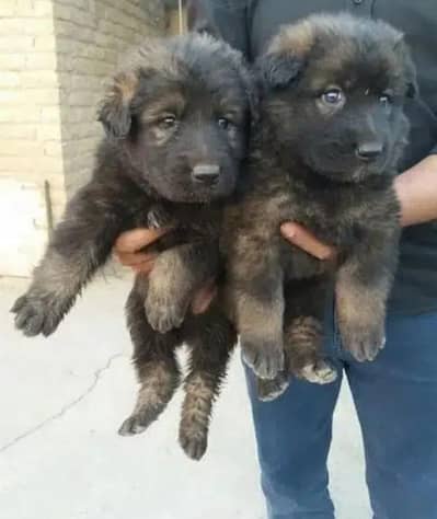 jarman Sheprd pupi available