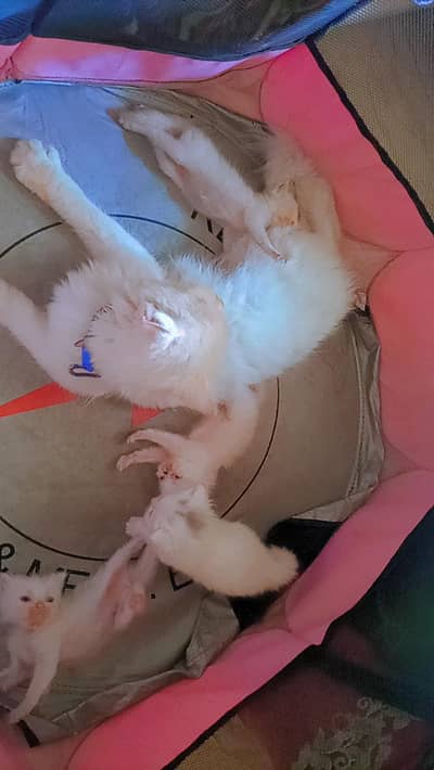 Doll face and punch face kitten looking for new home