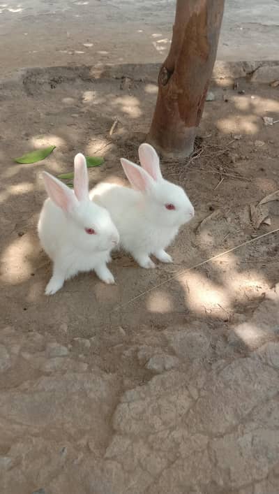 Red eyes white rabbit baby