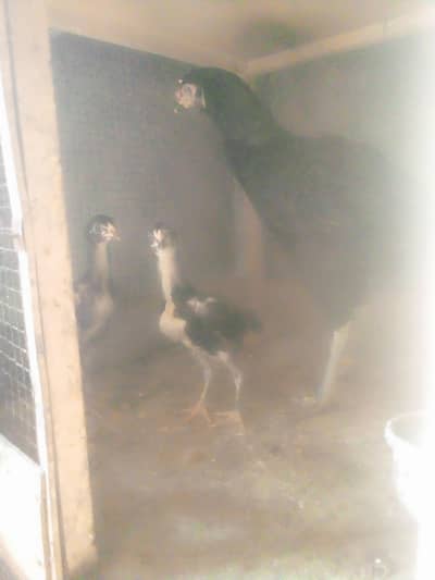 aseel murgi with chick