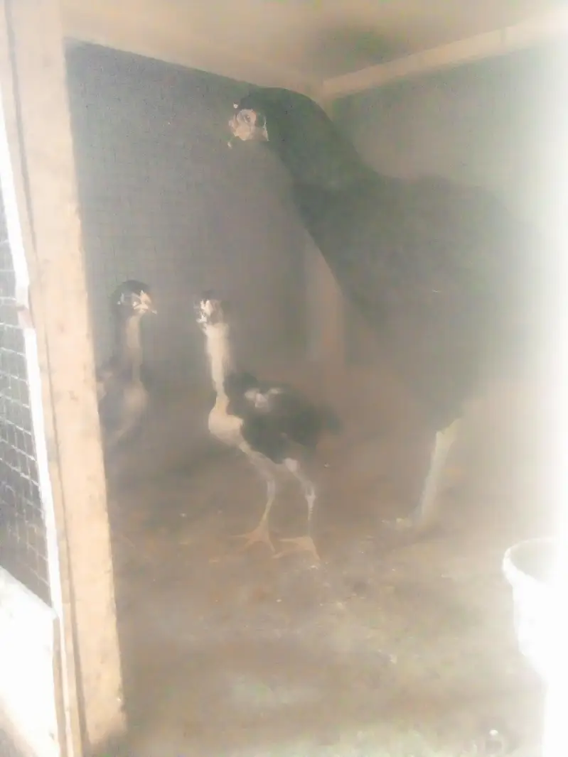 aseel murgi with chick