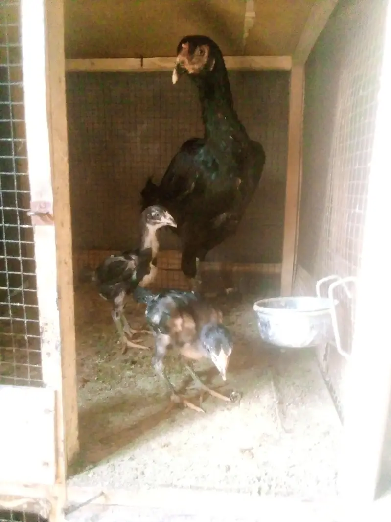 aseel murgi with chick — photo 2