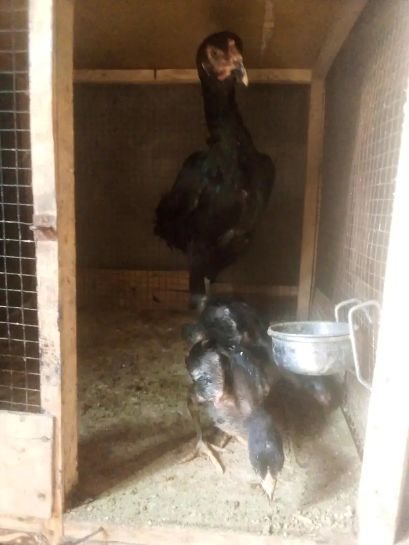 aseel murgi with chick — photo 3