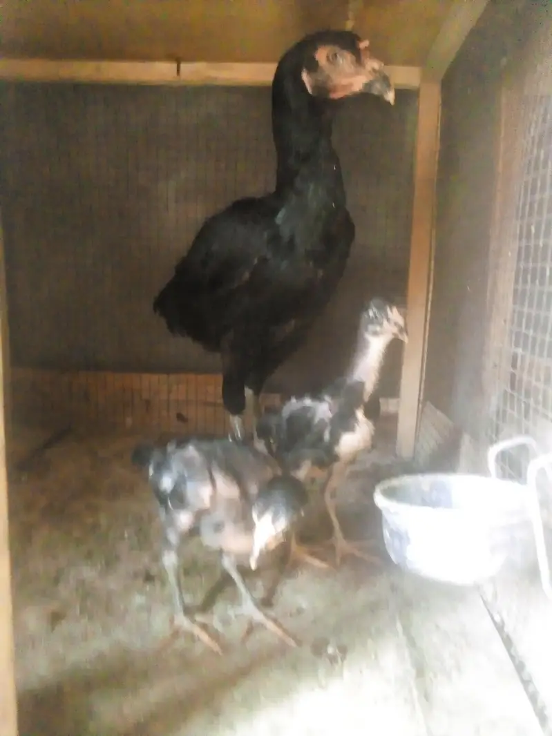 aseel murgi with chick — photo 4