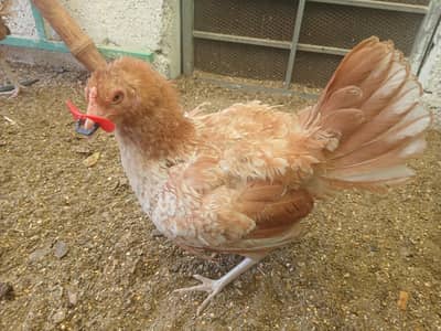 Kuruk Hens for Sale [Pure Desi]