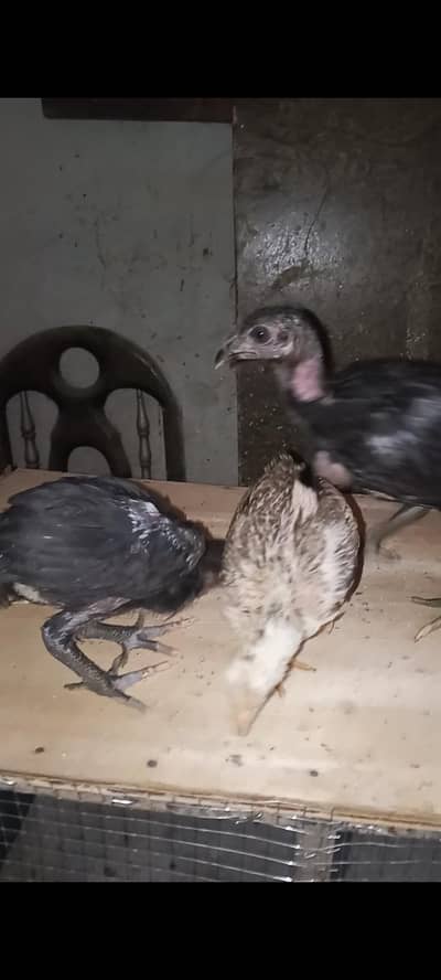 Thai dragon aseel chicks