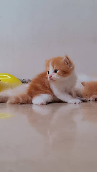 PERSIAN MALE