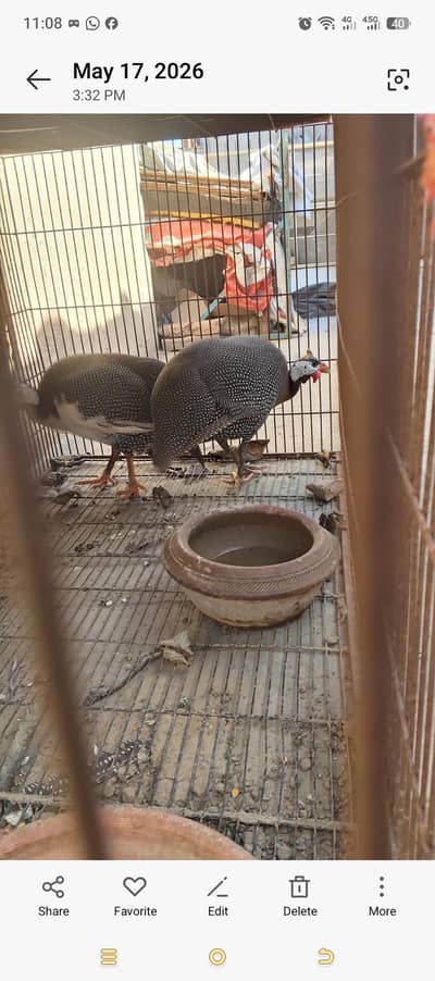 chakor pair for sale