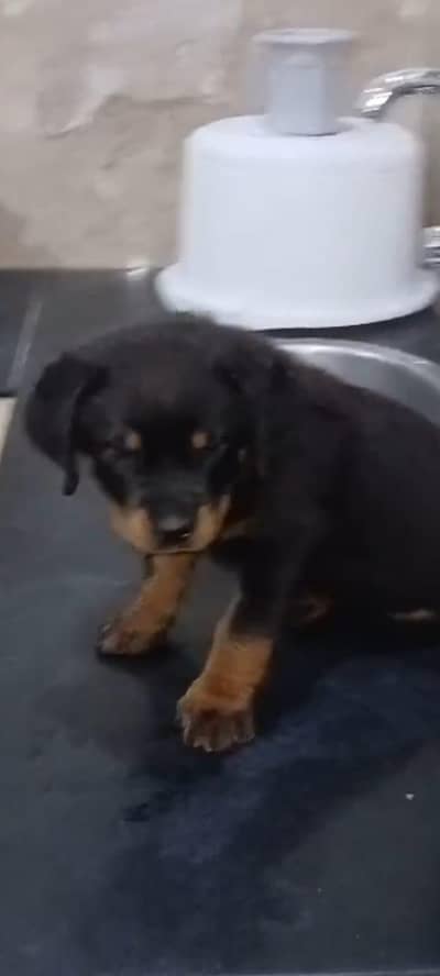 Rottweiler female