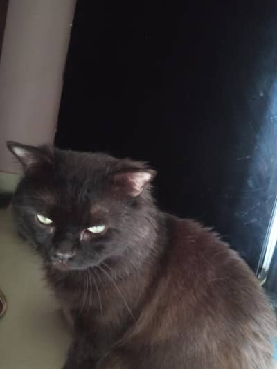 Persian cat