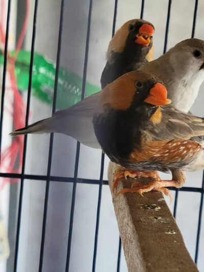 Zebra Finch Black Breast Pair