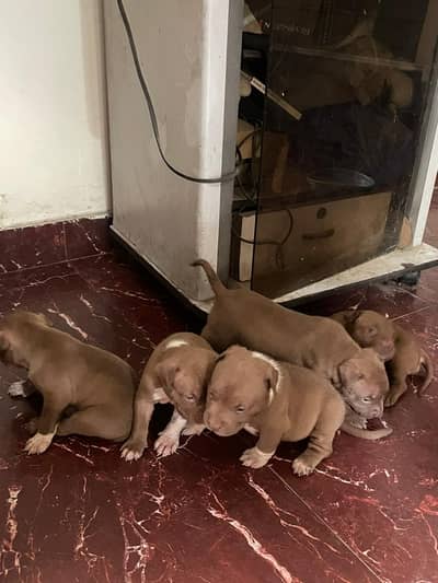 American bully puppies