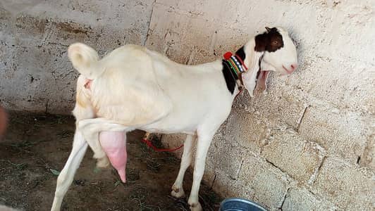 bakri for sale  bacha nhi ha tazi ha 4 dant