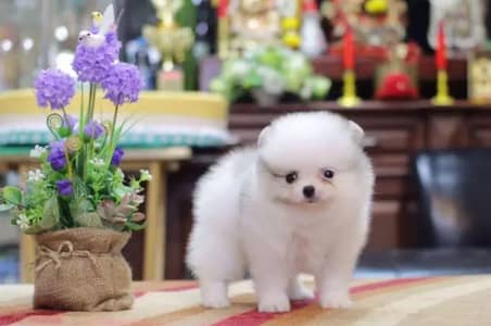 Pomeranian puppies for sale 2 month age Whatsapp no 03291198929