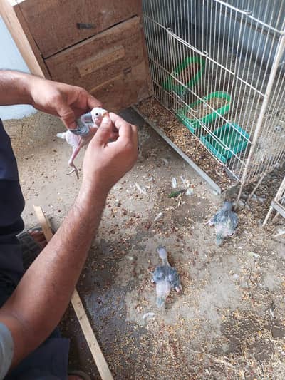 RINGNECK CHECKS AVAILABLE