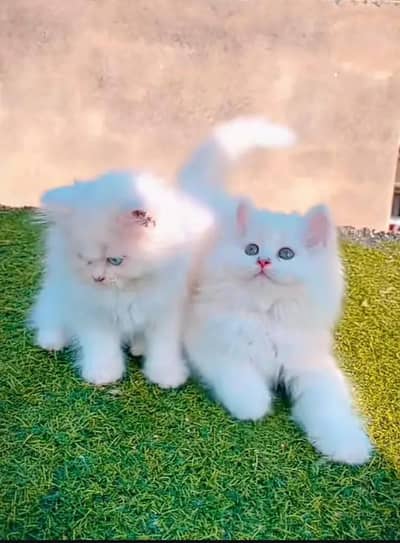(Persian female kitten) (for sale all) (Pakistan delivery available)
