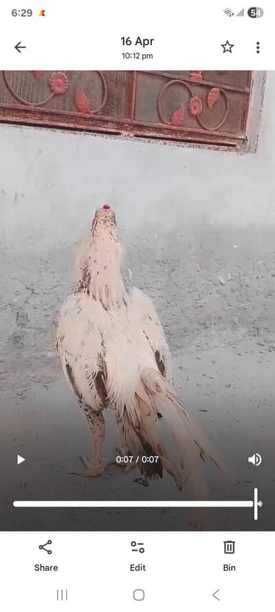 Premium Quality Light/White Aseel Rooster for Sale – Active & Healthy