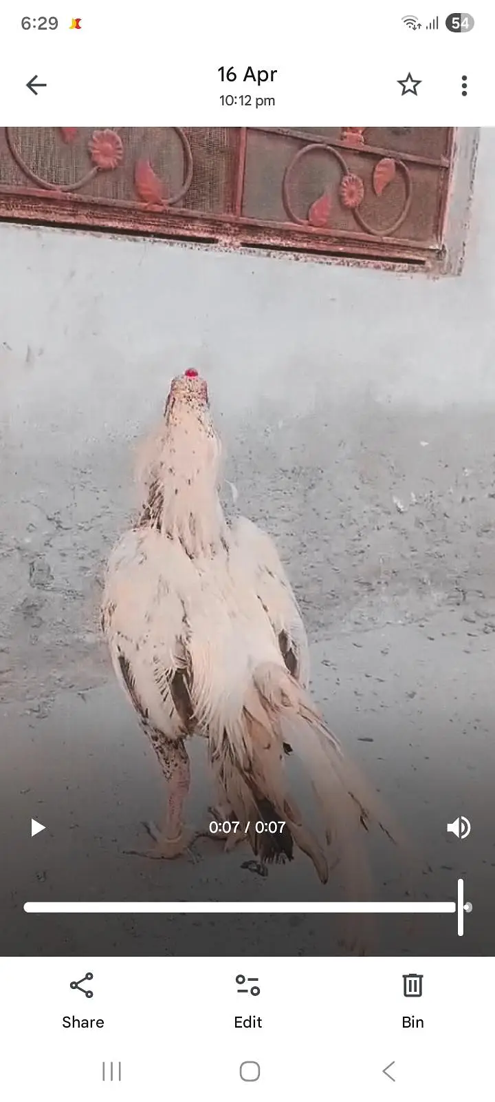 Premium Quality Light/White Aseel Rooster for Sale – Active & Healthy