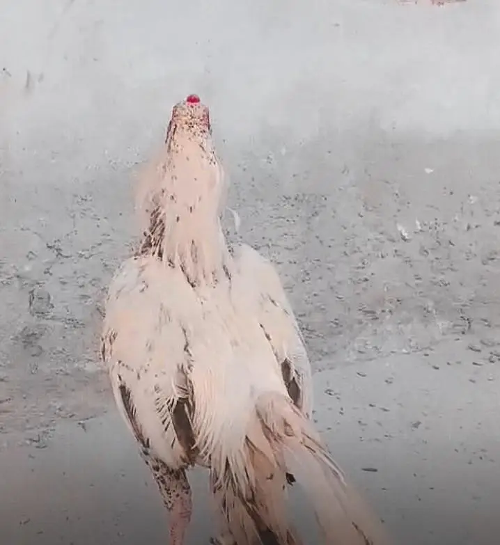 Premium Quality Light/White Aseel Rooster for Sale – Active & Healthy — photo 2