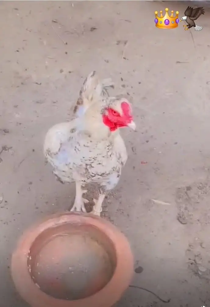 Premium Quality Light/White Aseel Rooster for Sale – Active & Healthy — photo 3