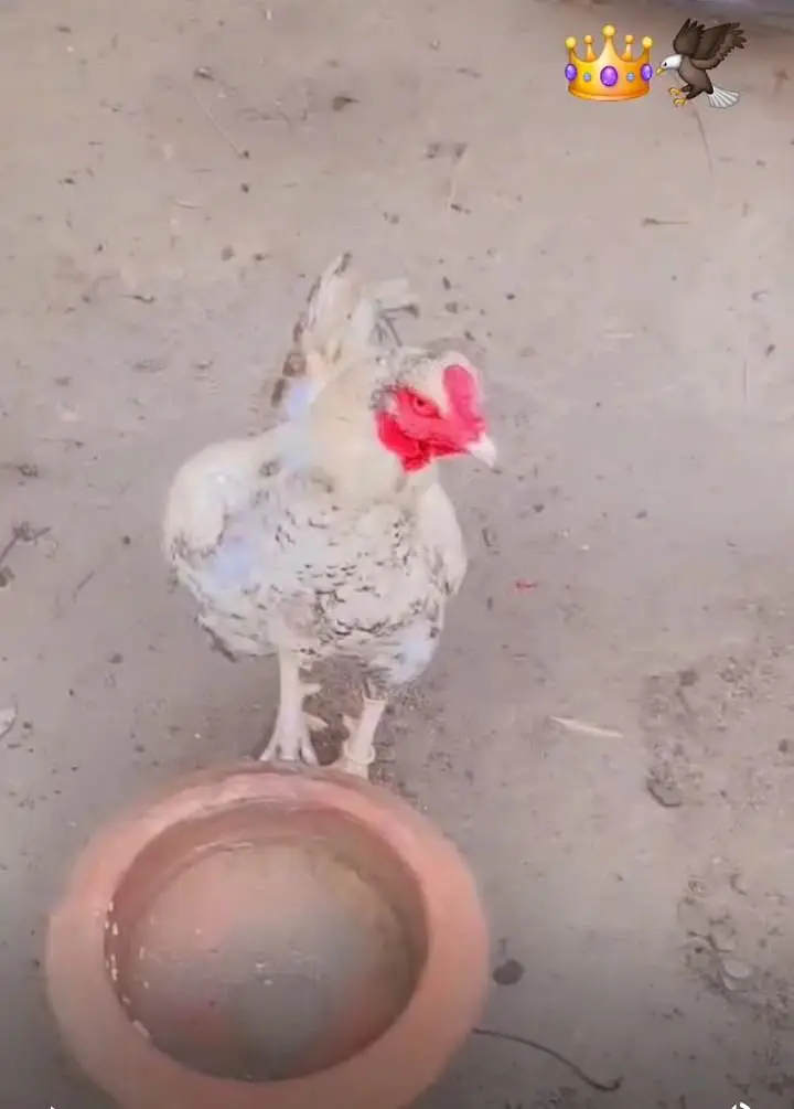 Premium Quality Light/White Aseel Rooster for Sale – Active & Healthy — photo 4