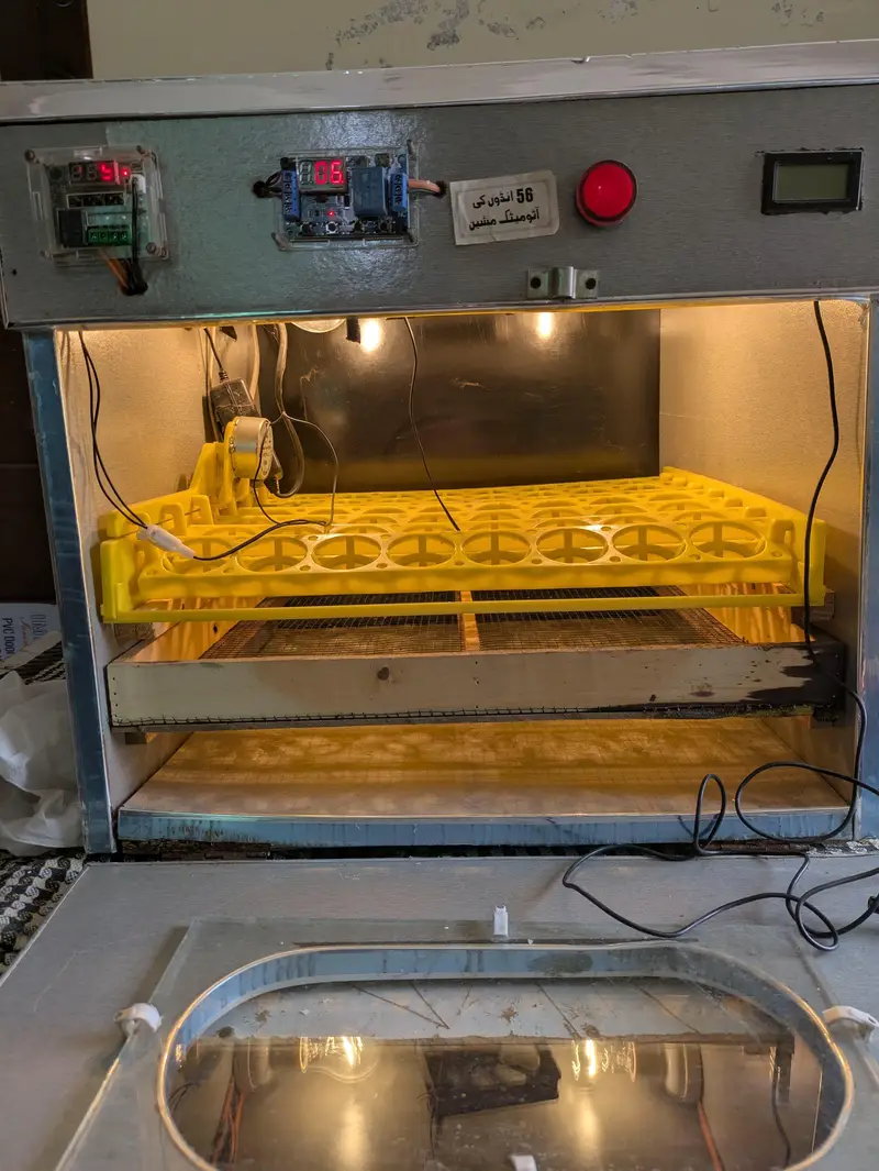 incubator — photo 3