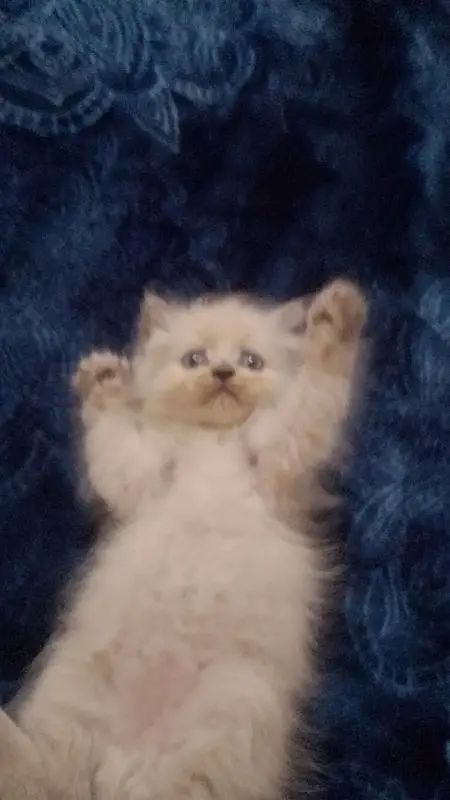 kitten