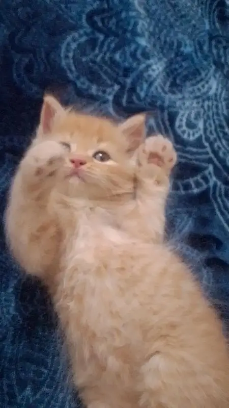 kitten — photo 5