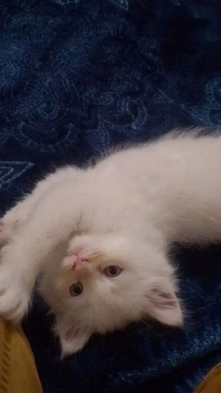 kitten — photo 8