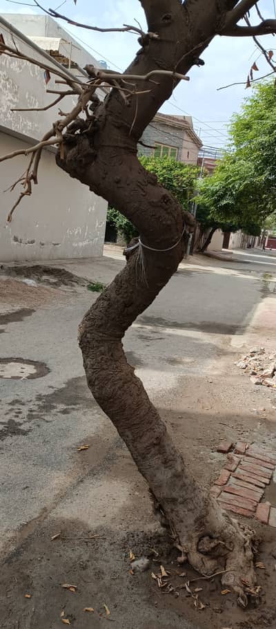 Wood for Sale