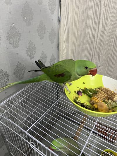Large size Raw parrot baby
