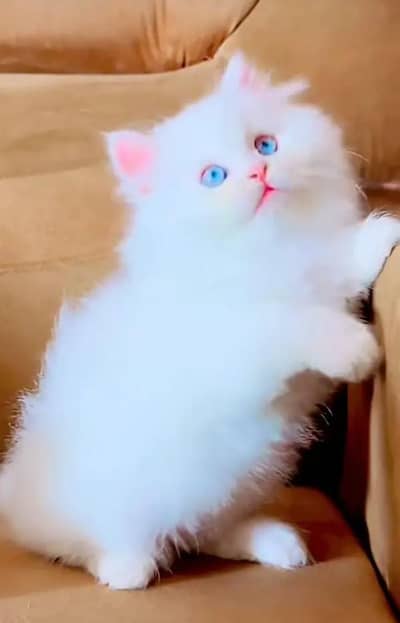 (Persian female kitten) (for sale all) (Pakistan delivery available)
