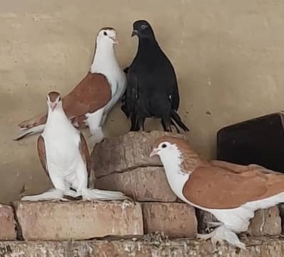asalamulikum