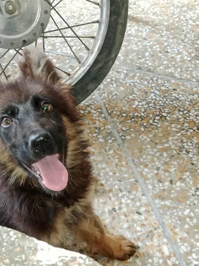 a baby german shepherd