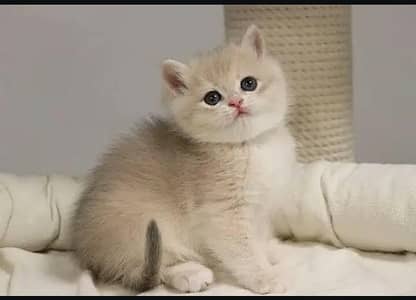 Persian kittens