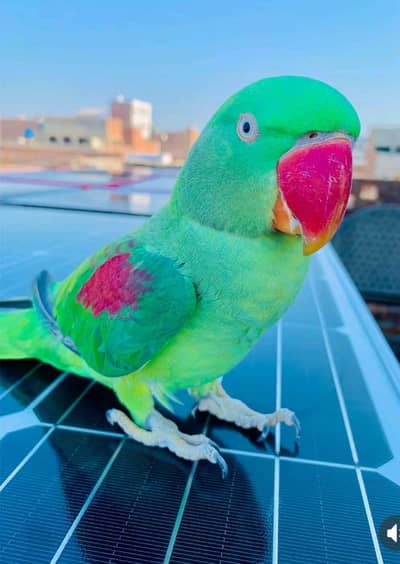 kasmri Raw parrot for sale 4 month age Whatsapp no 03291198929