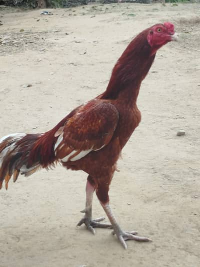 aseel murga