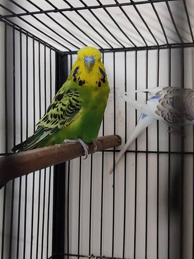 exhibition breeder male