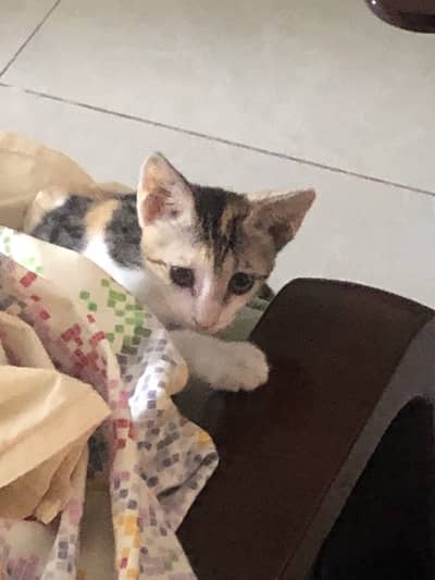 Cute Playful Kittens