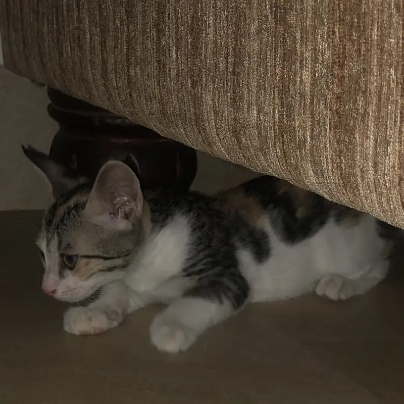 Cute Playful Kittens — photo 2