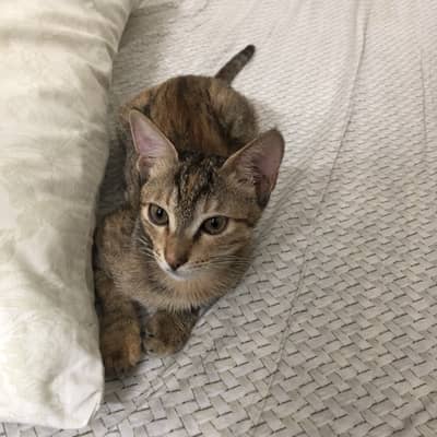 Cute Playful Kittens